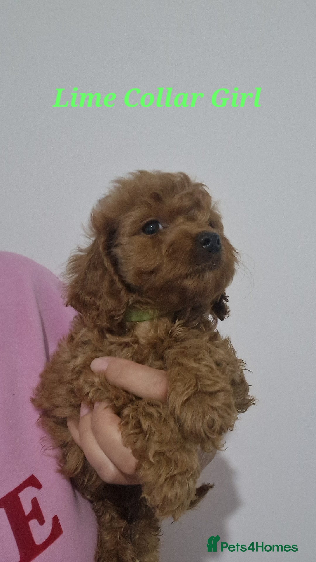 Cockapoo dogs for sale: Beautiful F1 Cockapoo puppies - Advert 4