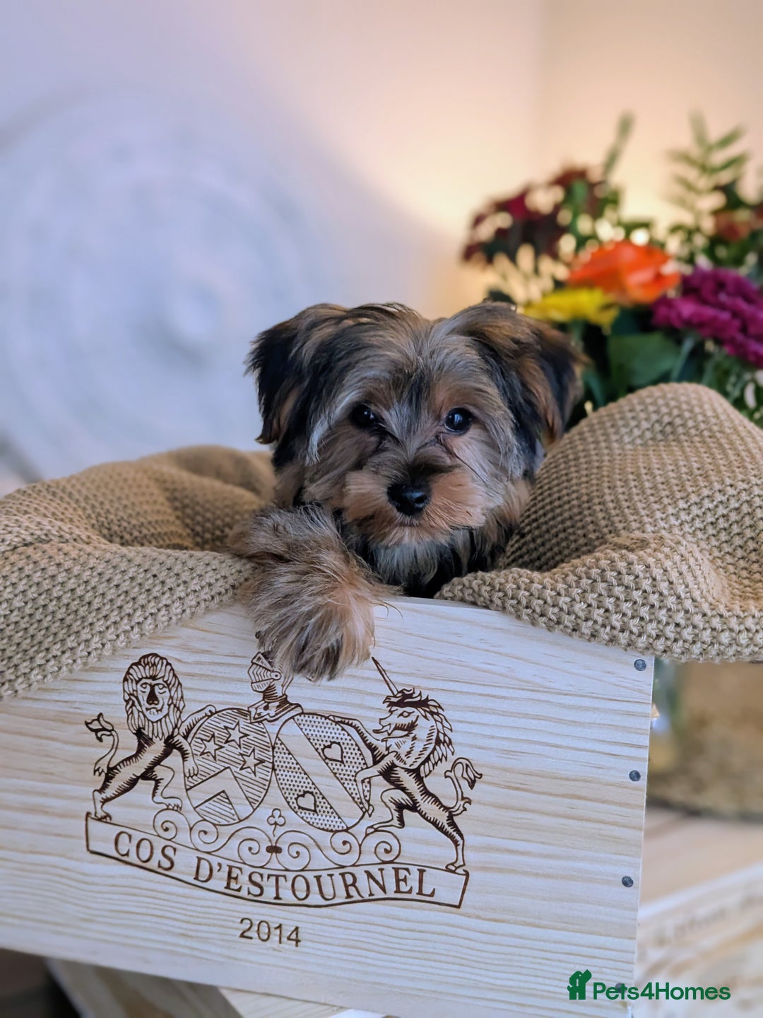 Yorkshire Terrier dogs for sale: 2 Biewer Yorkshire Terrier Boys – Ready Now! - Advert 23