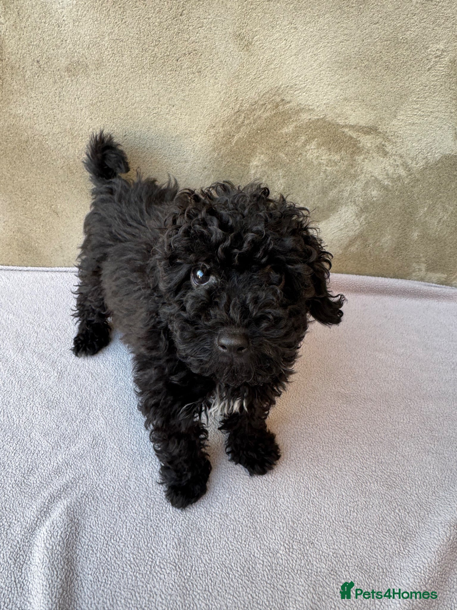 Cockapoo dogs Outstanding Cockapoos 1 GIRL REMAINING  - Advert 1