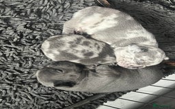 French Bulldog dogs for sale: Lilac Merle 🤍 - Image 9