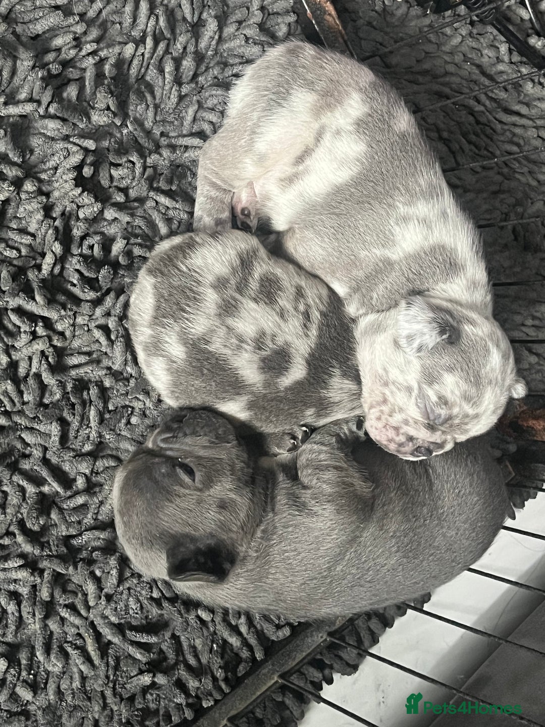 French Bulldog dogs for sale: Lilac Merle 🤍 - Image 9