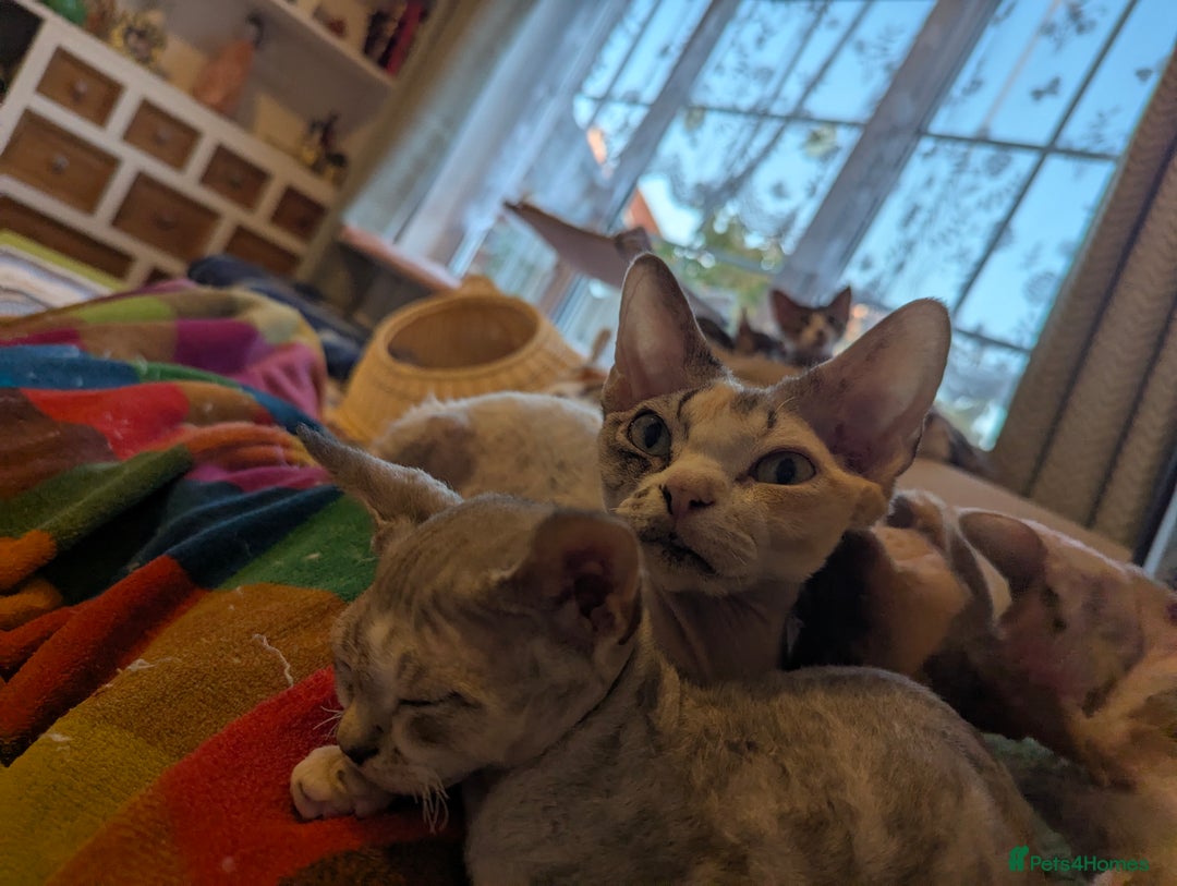 Devon Rex cats for sale: Two cuddlebugs- literally sticker cats available❤️ - Image 20