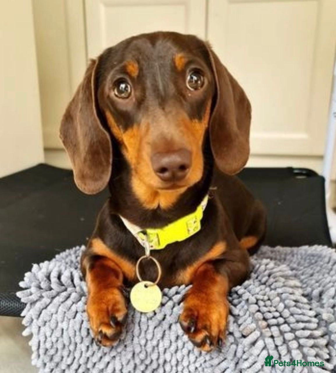 Miniature Dachshund dogs 🤎 Mr Brown VERY SMALL Health tested KC reg Stud🤎 - Advert 1