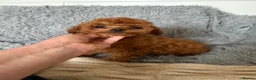 Toy Poodle dogs for sale: Asian type toy poodle  - Advert 2