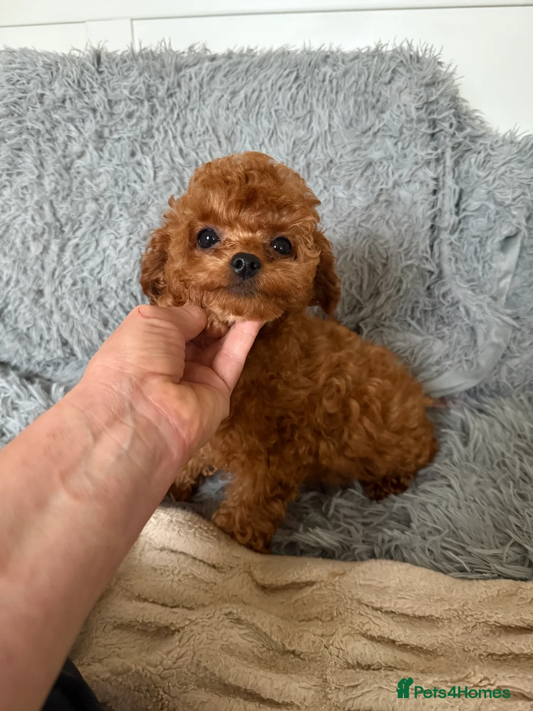 Toy Poodle dogs for sale: Asian type toy poodle  - Advert 2