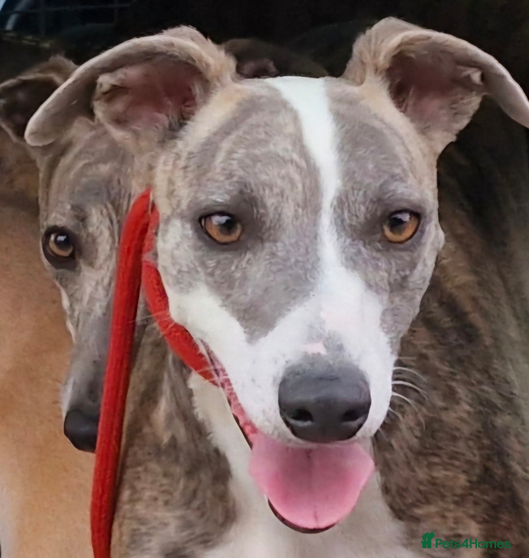 Whippet dogs for sale: Adult Female & Male Whippets Need New Home! - Image 2