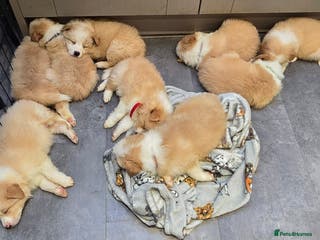 Border Collie dogs Beautiful EE-Red/Golden Long Haired Border Collies - Advert 12