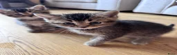 British Shorthair cats for sale: British shorthair kittens  - Advert 15