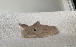 Mini Lop rabbits for sale: Mini lop cross Netherland dwarf  - Image 6