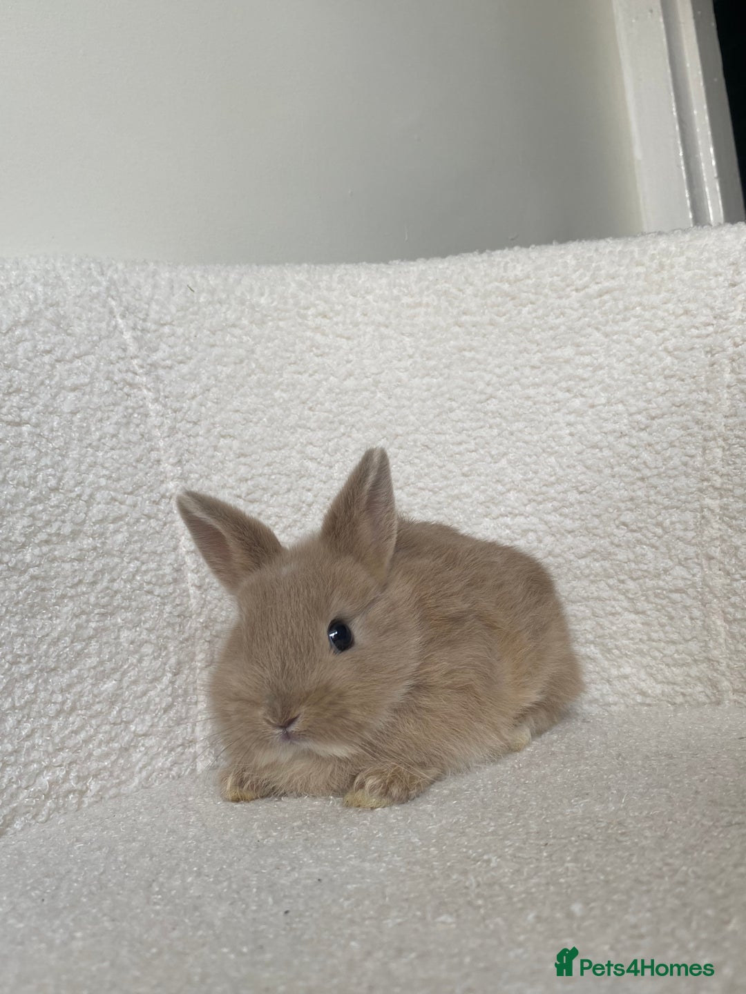Mini Lop rabbits for sale: Mini lop cross Netherland dwarf  - Image 6
