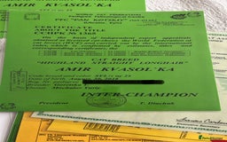 Scottish Fold cats for stud: Inter-champion SFLH straight male stud only  - Image 14