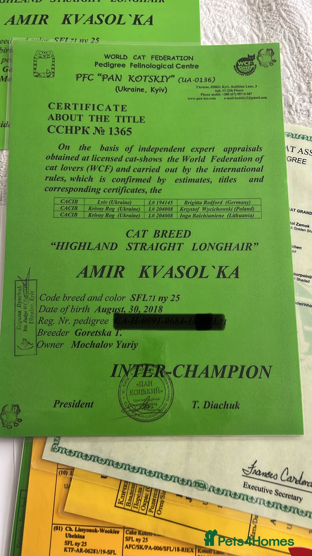 Scottish Fold cats for stud: Inter-champion SFLH straight male stud only  - Image 14
