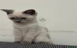 British Shorthair cats for sale: Gorgeous British Shorthair Kitten– Ready to Leave - Image 8