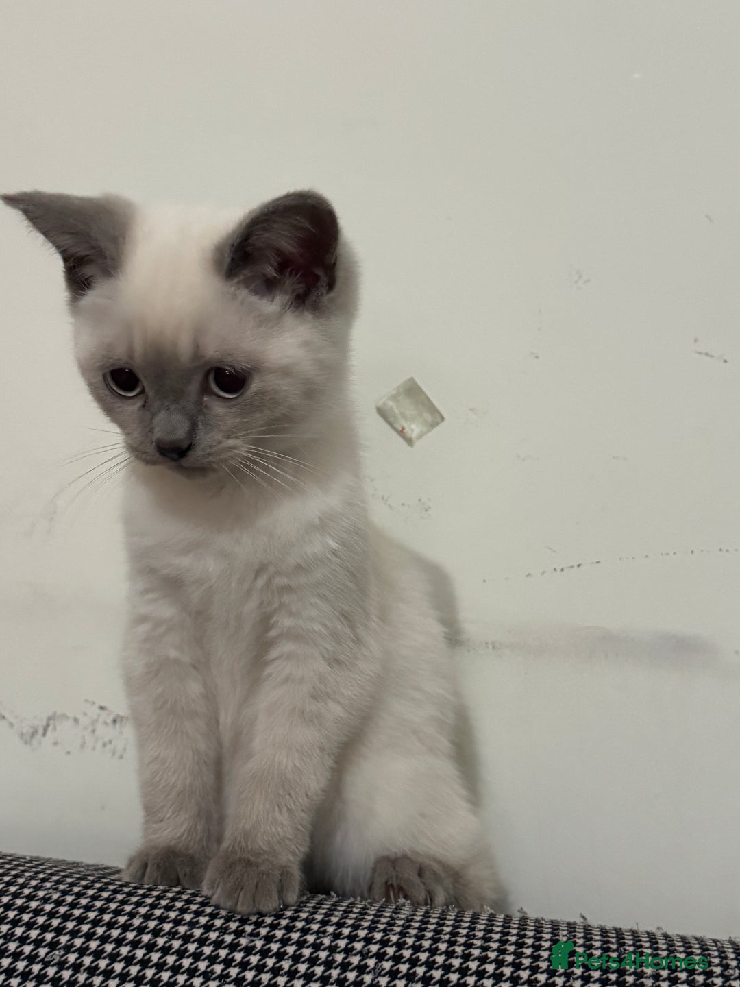 British Shorthair cats for sale: Gorgeous British Shorthair Kitten– Ready to Leave - Image 8