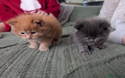 Maine Coon cats for sale: Beautiful Maine Coon Kittens - Image 16