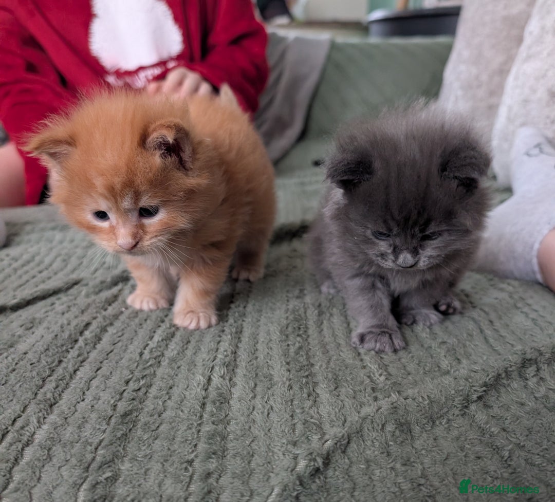 Maine Coon cats for sale: Beautiful Maine Coon Kittens - Image 16