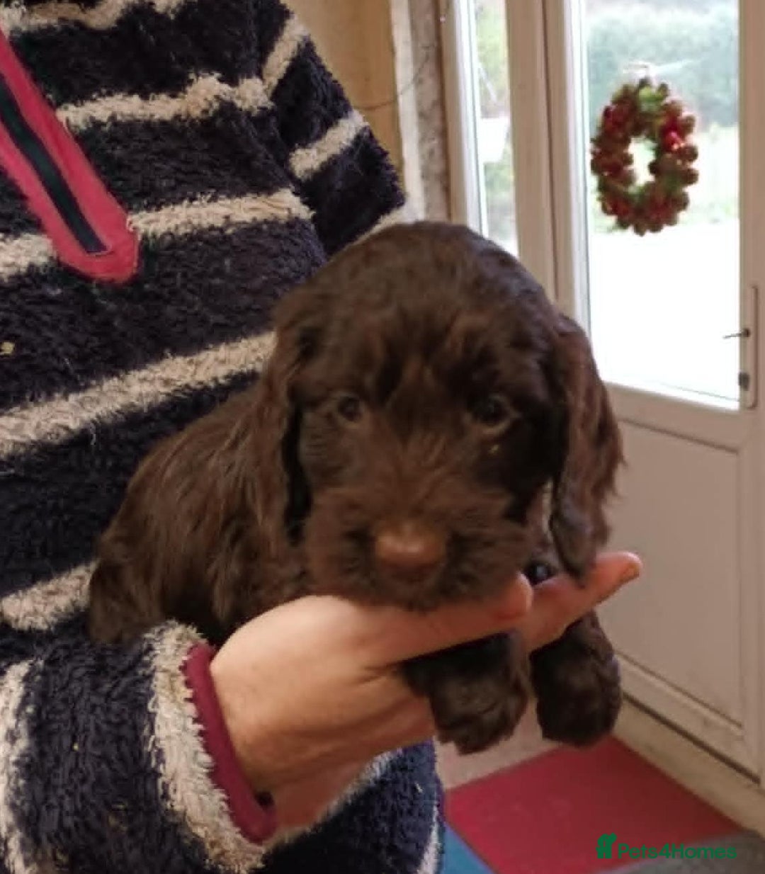 Cockapoo dogs for sale: CHOCOLATE COCKAPOOS FROM LICENCED BREEDER - Advert 10