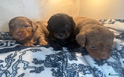 Miniature Dachshund dogs for sale: 3 Beautiful miniature longhair dachshund puppies - Image 18