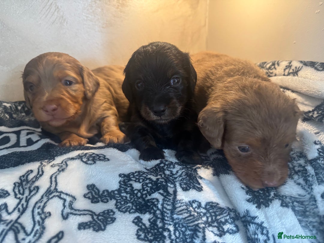 Miniature Dachshund dogs for sale: 3 Beautiful miniature longhair dachshund puppies - Image 18