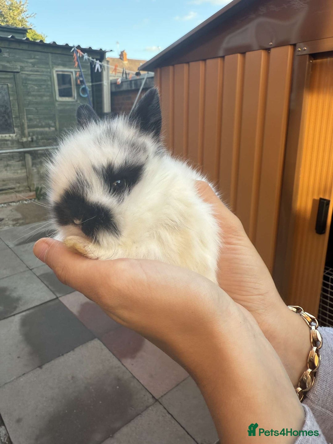Mini Lion Lop rabbits for sale: Baby lion lops for sale  - Image 10