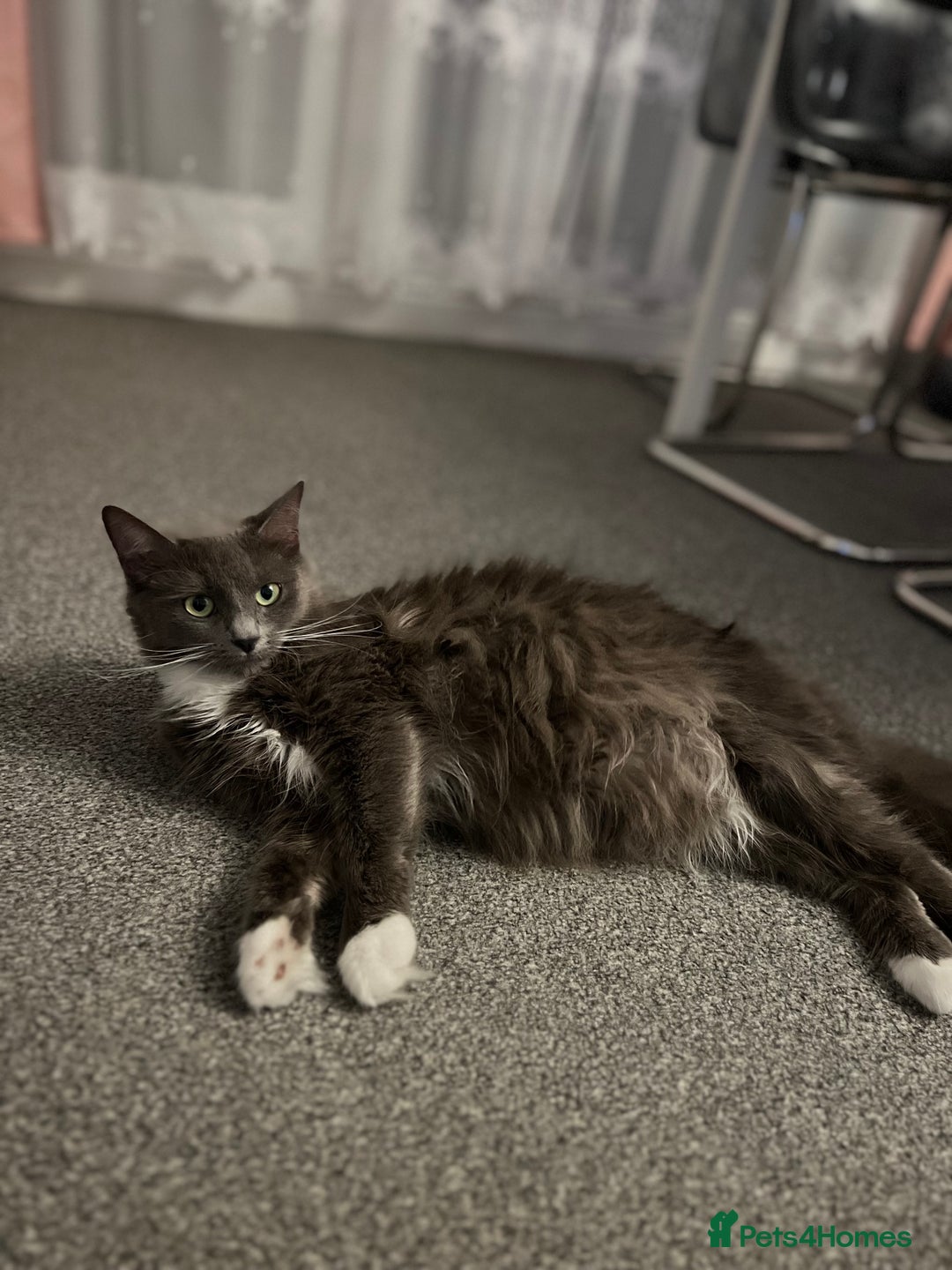 Mixed Breed cats for sale: Fluffy kittens - Image 7