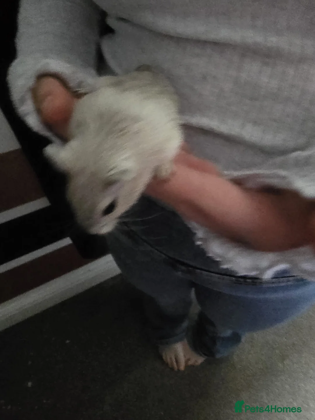 Gerbil rodents for sale: Free female gerbils - Advert 2