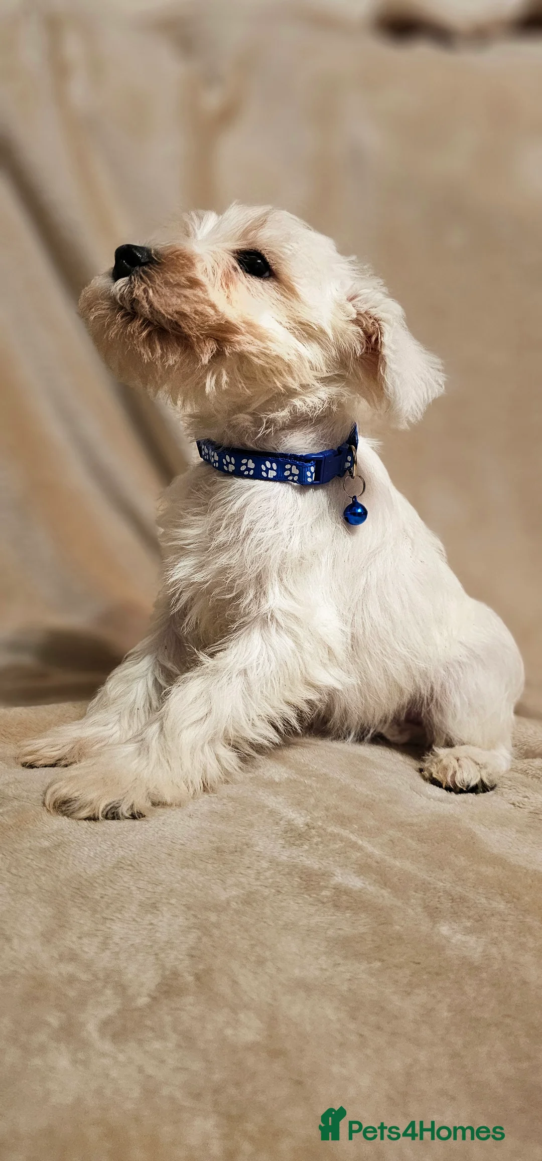 Miniature Schnauzer dogs for sale: stunning miniature schnauzer for sale - Advert 2