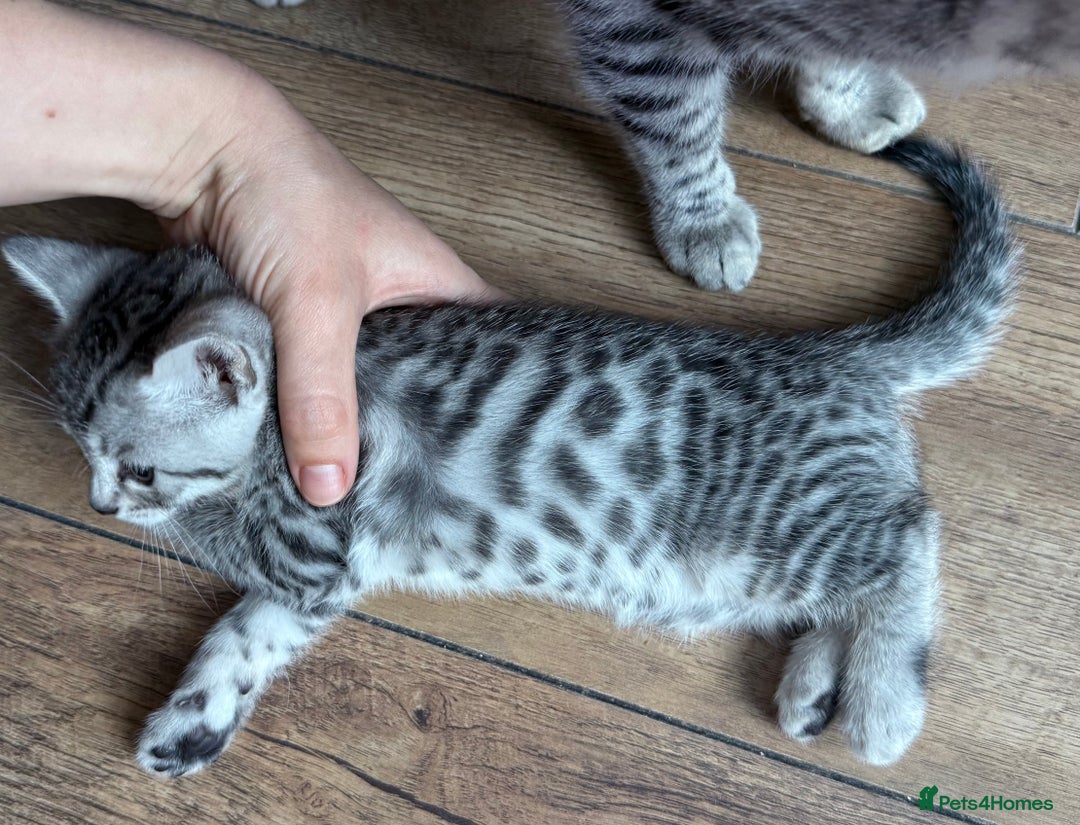 Bengal cats for sale: bengal kittens - Image 13