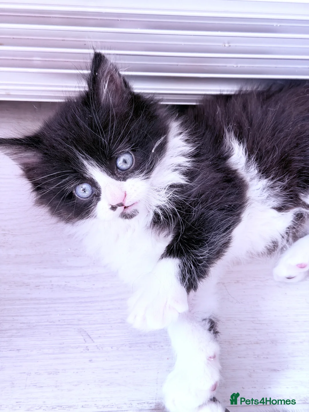 British Shorthair cats for sale: Stunning British Tabby Kittens – Ready April 4th - Advert 29