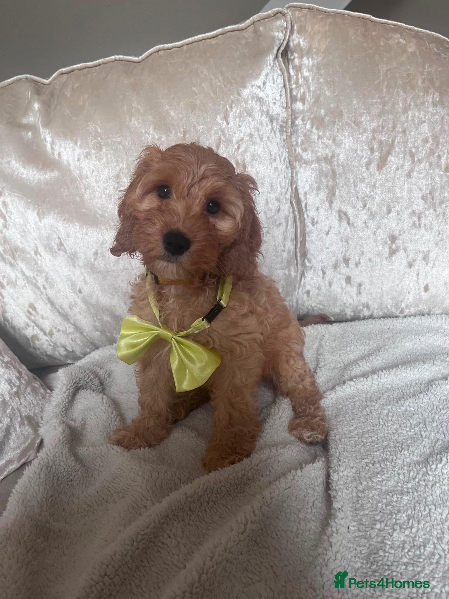 Cockapoo dogs 2 Gorgeous Cockapoo Puppies Left - Advert 2