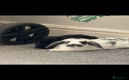 Mini Lop rabbits for sale: Mini lops - Image 2