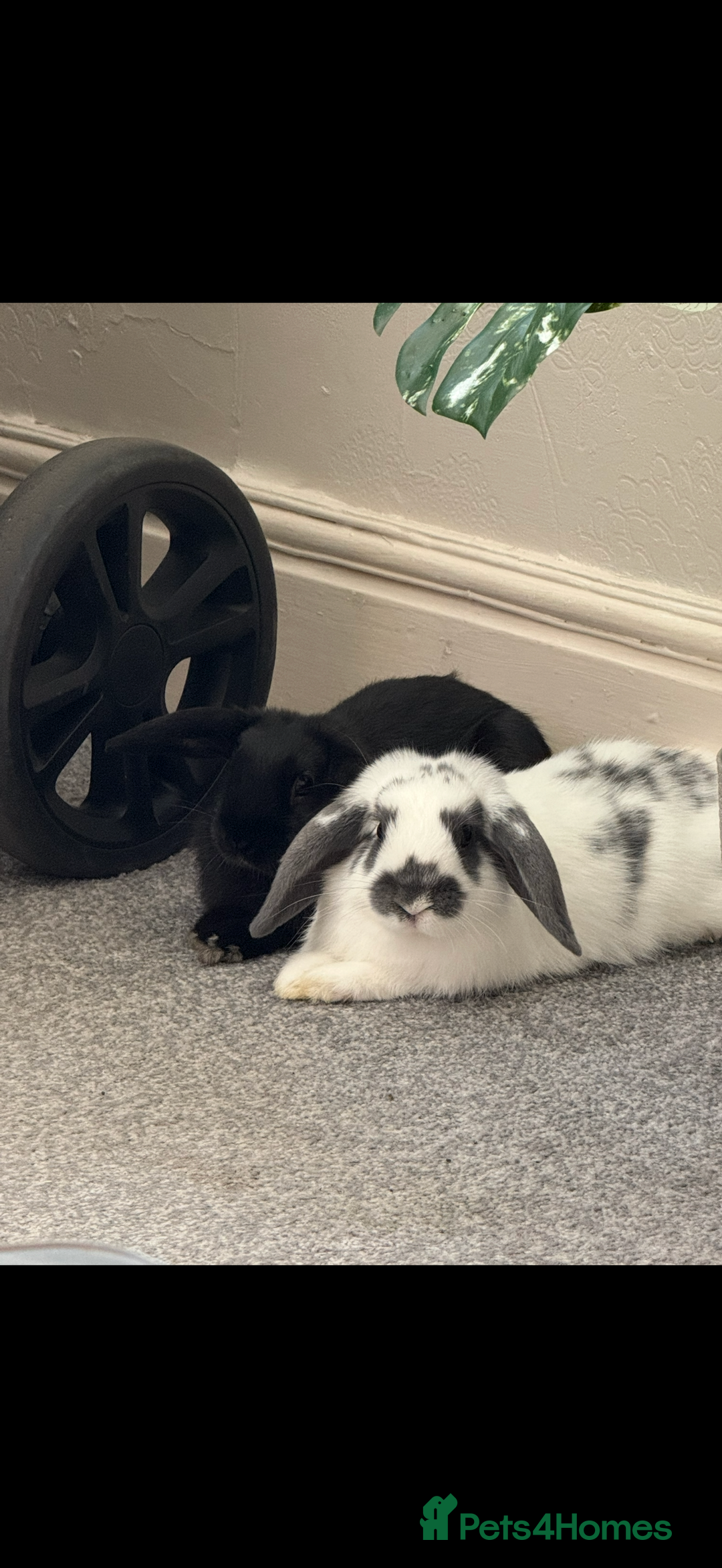 Mini Lop rabbits for sale: Mini lops - Image 2
