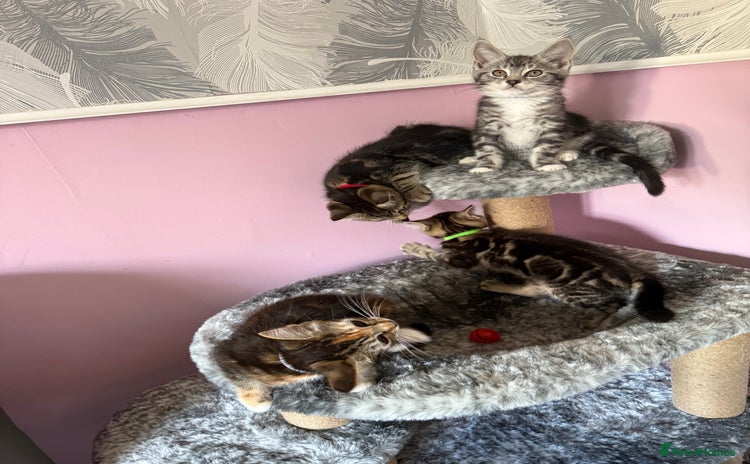 Mixed Breed cats - Advert 1