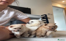 Pomeranian dogs for sale: 2 pomeranian puppies for sale  - Image 2