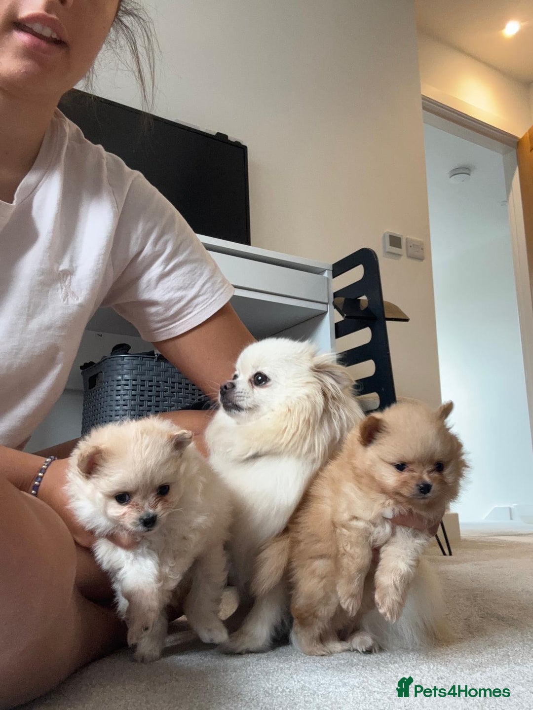 Pomeranian dogs for sale: 2 pomeranian puppies for sale  - Image 2