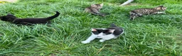 Mixed Breed cats for sale: Beautiful kittens  - Advert 6