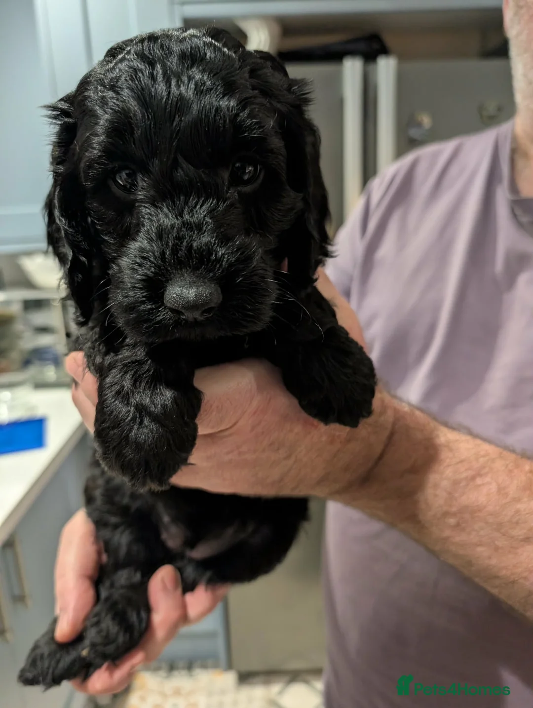Cockapoo dogs for sale: 5 beautiful cocapoo girls  in Lincoln - Advert 2