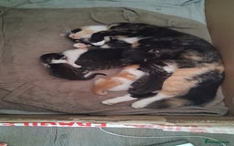 Mixed Breed cats for sale: 6 beautiful kittens - Image 3