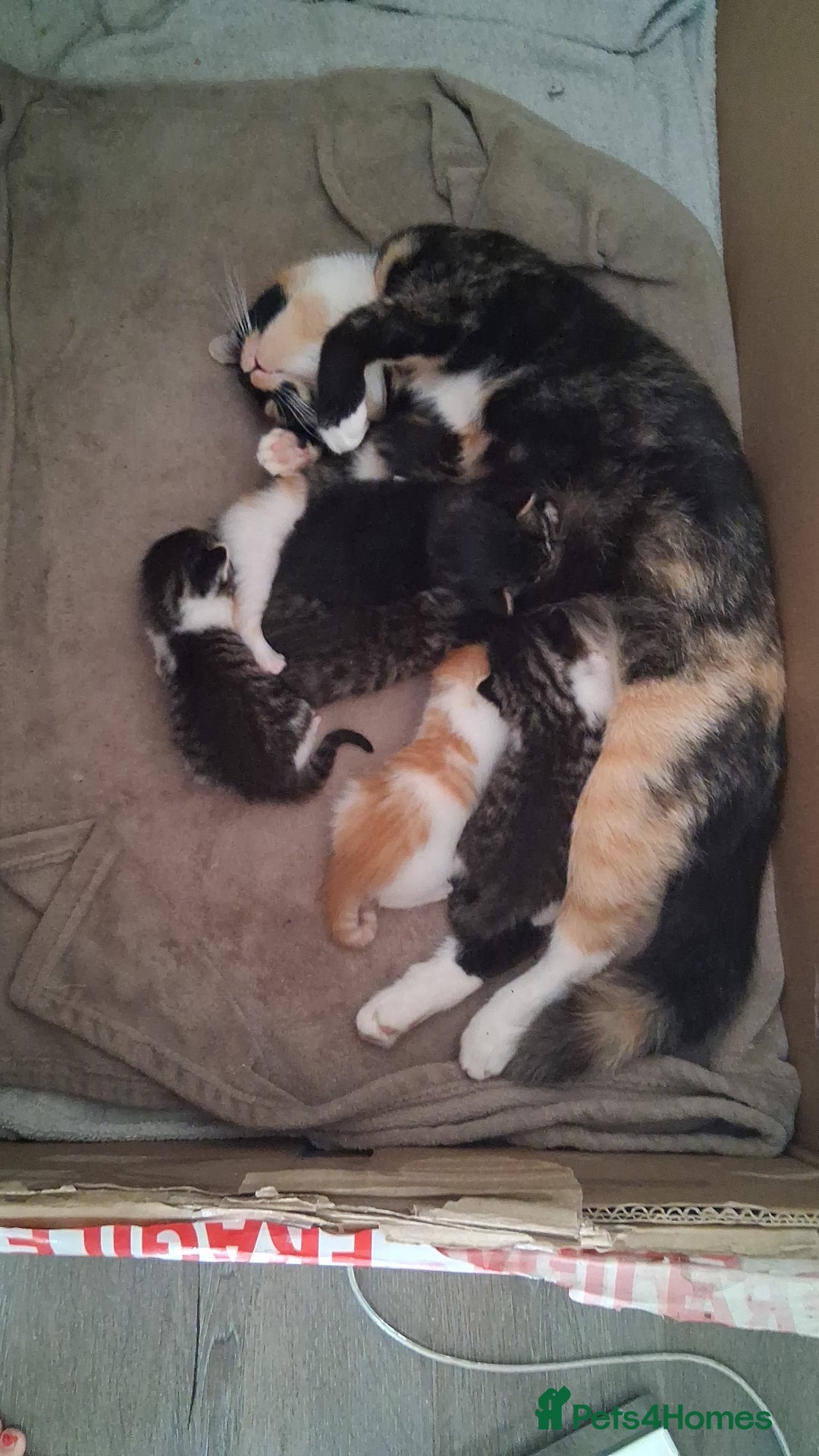 Mixed Breed cats for sale: 6 beautiful kittens - Image 3