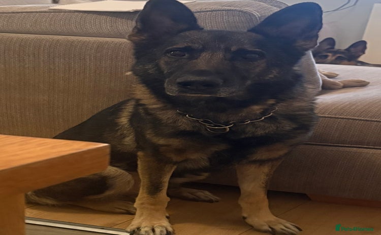 German Shepherd dogs in Birmingham - Advert 2