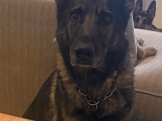 German Shepherd dogs in Birmingham - Advert 36