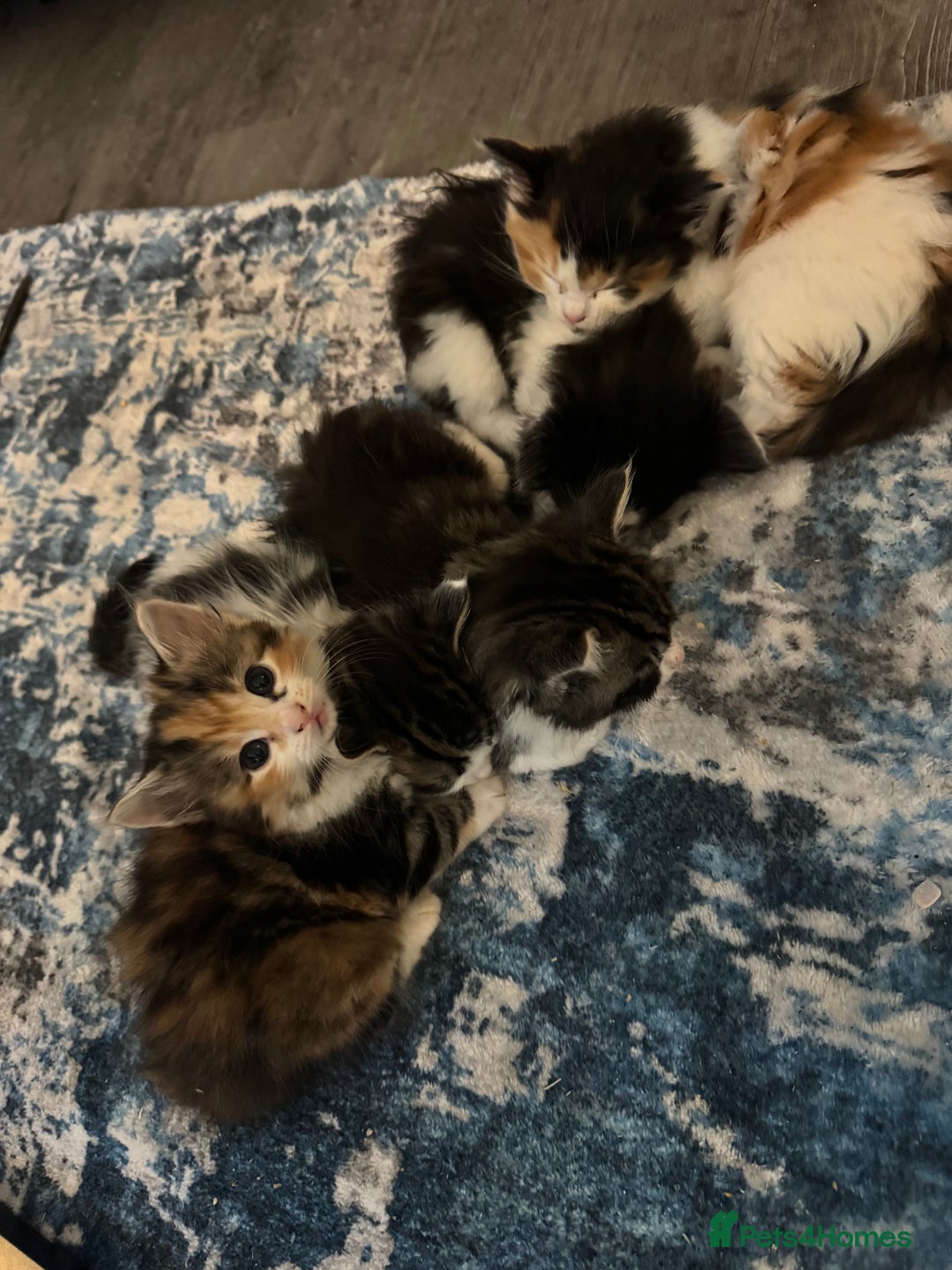 Mixed Breed cats for sale: 5 fluffy kittens  - Image 6