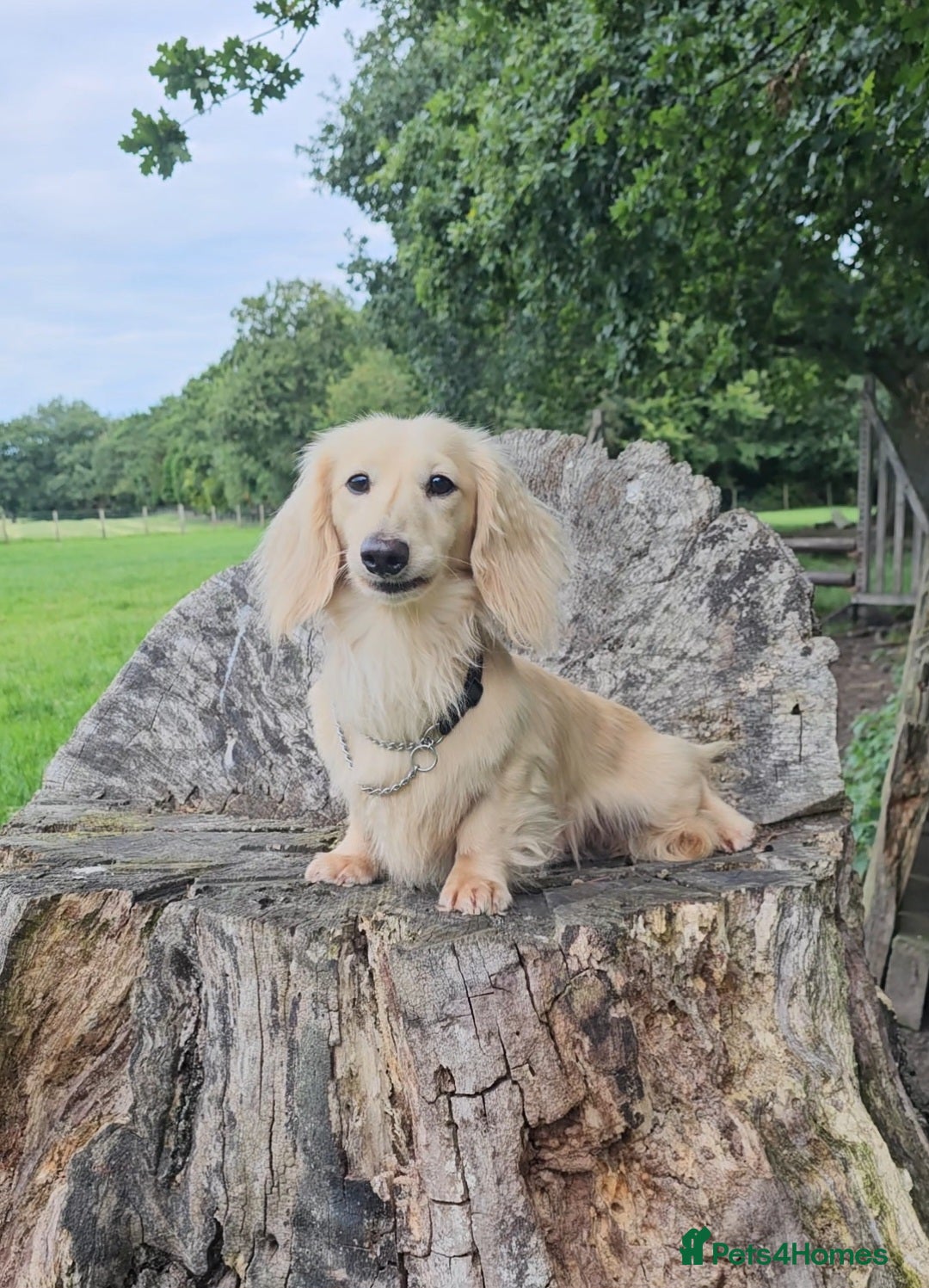 Sausage Dog Golden Long Haired Miniature Dachshund Cream Long