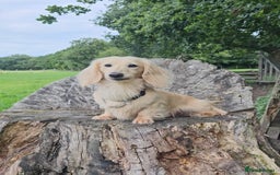 Miniature Dachshund dogs for stud: Cream Long-haired miniature Dachshund kc reg in Blackburn - Image 17