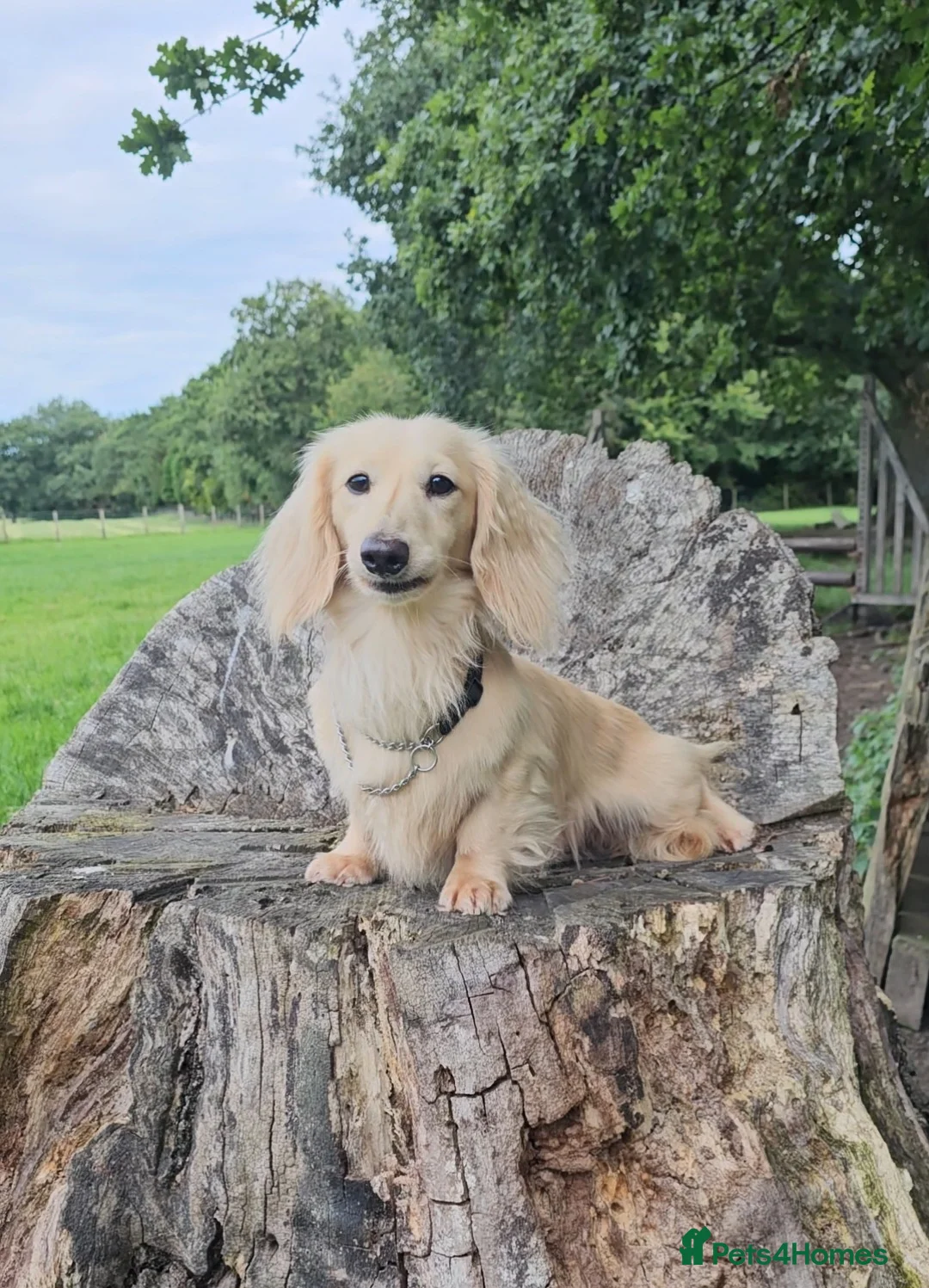 Miniature Dachshund dogs for stud: Cream Long-haired miniature Dachshund kc reg in Blackburn - Advert 5