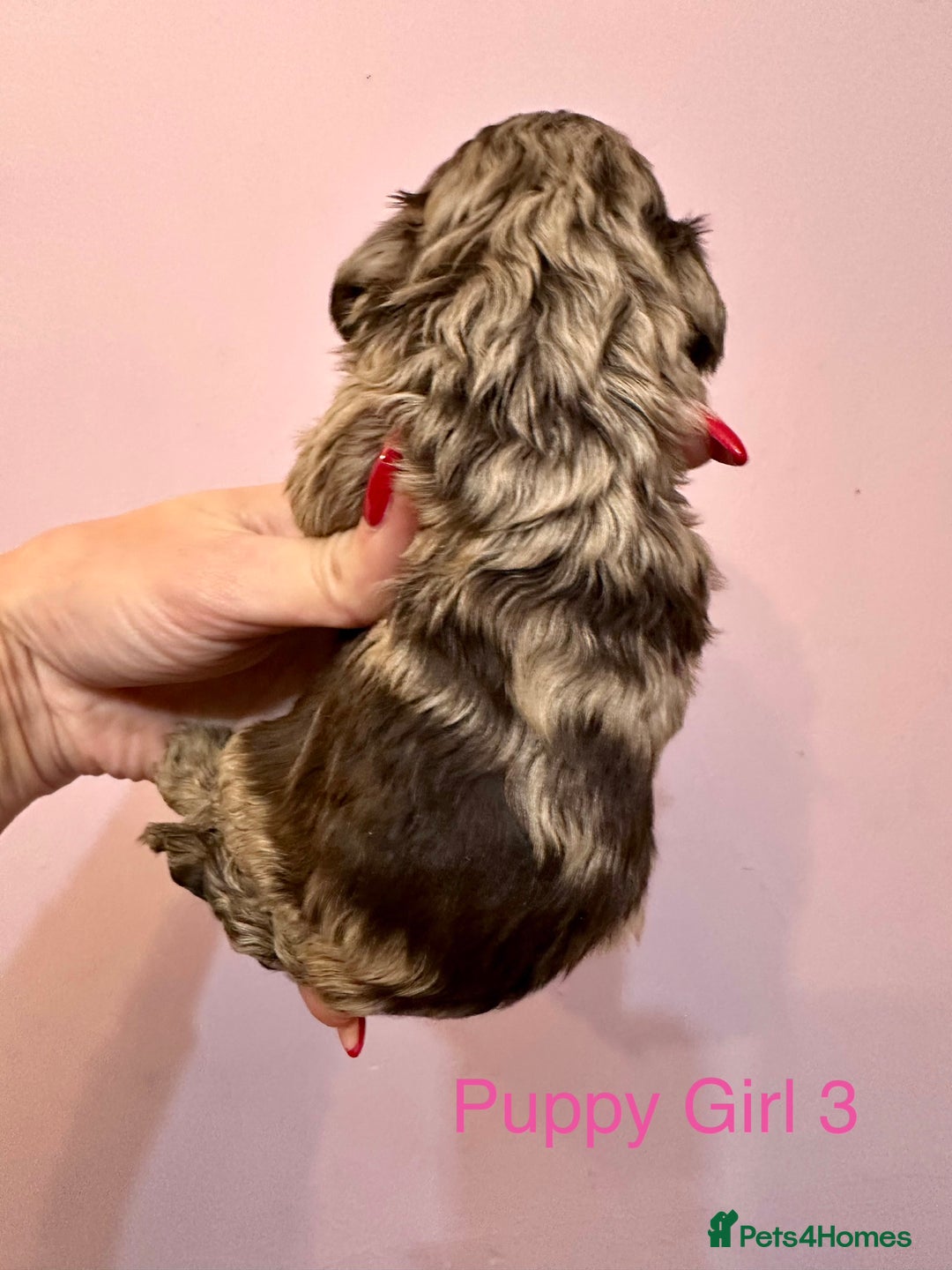 Cockapoo dogs for sale: Lovely American Cockapoo Pups Chocolates & Merles  - Advert 5