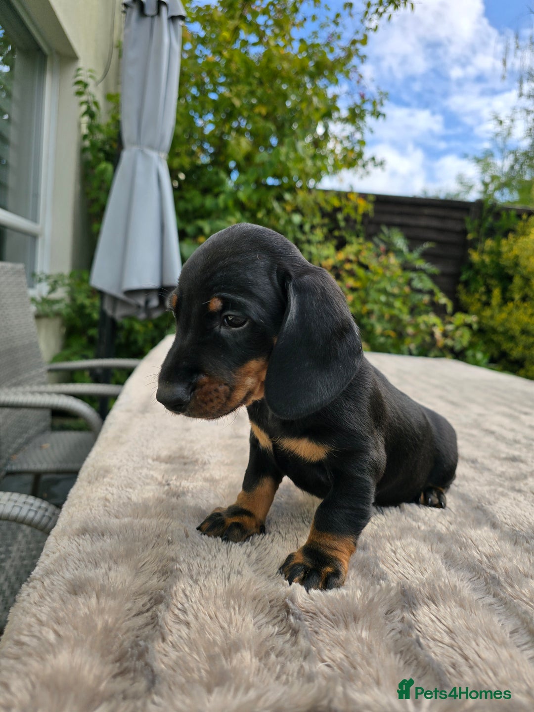 Dachshund dogs for sale: BEAUTIFUL STANDART DACHSHUNDS BABIES READY TO GO!  - Image 3