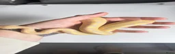 Python Snake reptiles for sale: Candy-GHI-66% het Pied Female - Advert 3