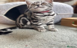 British Shorthair cats for sale: ❤️❤️ GORGEOUS SILVER TABBY BSH GCCF ❤️❤️ - Image 6