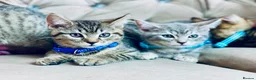 British Shorthair cats for sale: ❤️🩵❤️British shorthair x tabby kittens 💙🩵❤️ - Advert 4